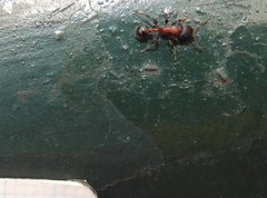 Dilobocondyla fouqueti