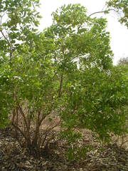 Combretum glutinosum