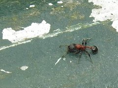 Dilobocondyla fouqueti