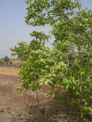 Combretum glutinosum