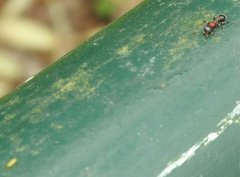 Dilobocondyla fouqueti