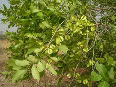 Combretum glutinosum