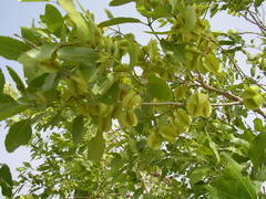 Combretum glutinosum