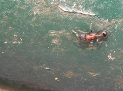 Dilobocondyla fouqueti