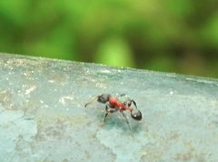 Dilobocondyla fouqueti