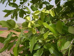 Combretum glutinosum