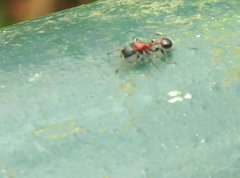 Dilobocondyla fouqueti