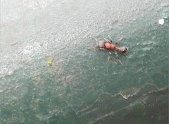 Dilobocondyla fouqueti