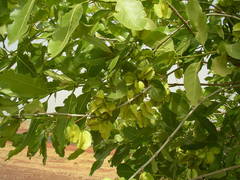 Combretum glutinosum