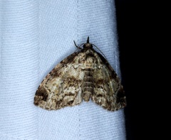 Lithacodia crotopha
