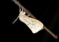Laelia anamesa