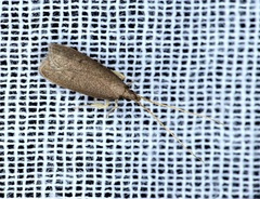 Lecithocera platomona