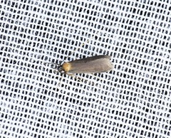 Tegenocharis tenebrans