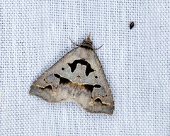 Tephriopis divulsa