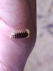 Glomeridae