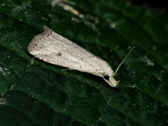 Luceria striata