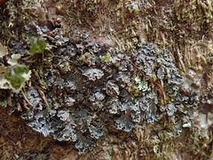 Leioderma duplicatum