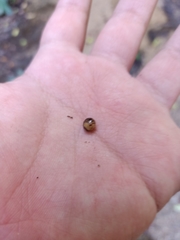 Glomeridae