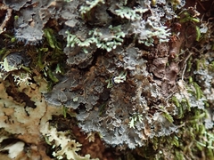 Leioderma duplicatum