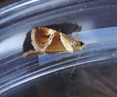 Maliattha separata
