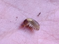 Glomeridae