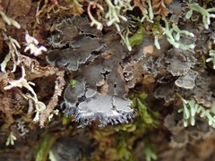 Leioderma duplicatum