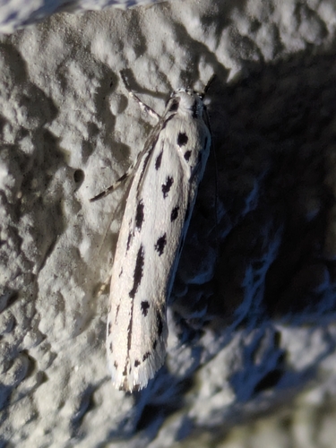 Streaked Ethmia photo 2