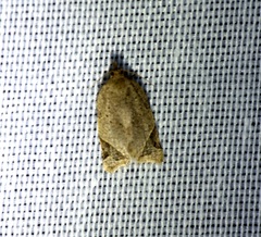 Neocalyptis affinisana