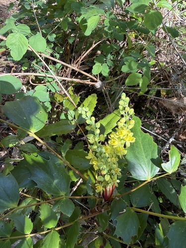 Cascade Oregon-grape (Berberis nervosa)
