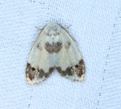 Neoduma kuangtungensis