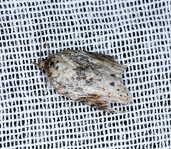 Nycteola sinuosa