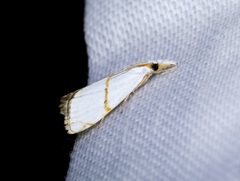 Pseudargyria interruptella