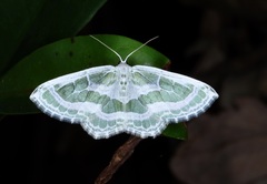 Pseudeuchlora kafebera