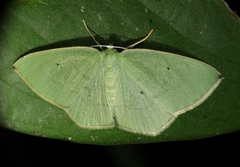 Pseudothalera carolinae