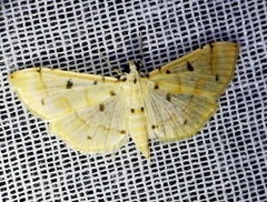 Pycnarmon aeriferalis