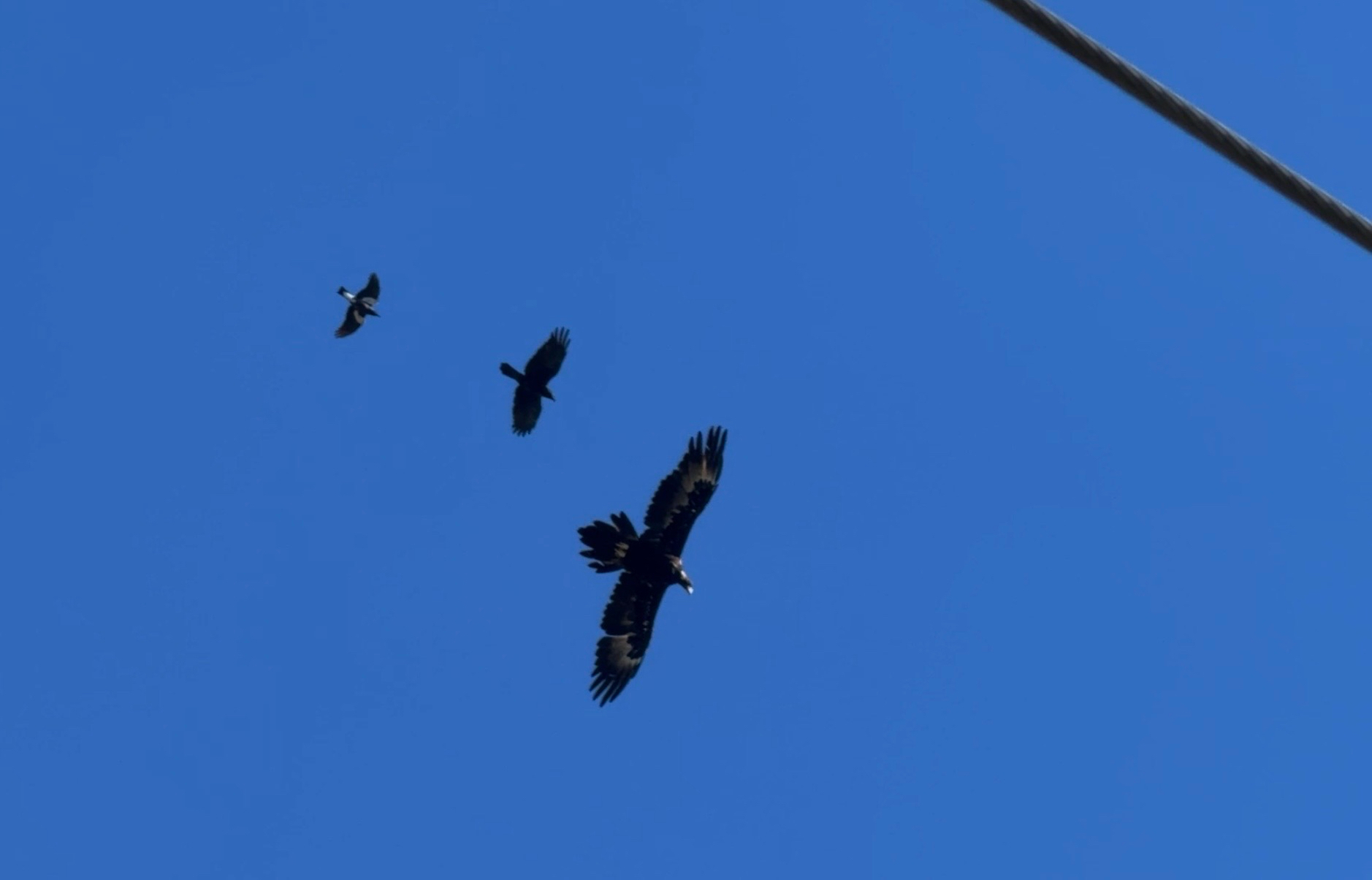 Forest Raven (Corvus tasmanicus), photo 4