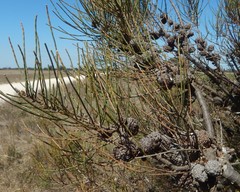 Allocasuarina muelleriana