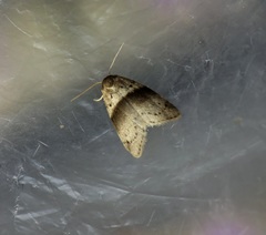 Stictane rectilinea chinesica