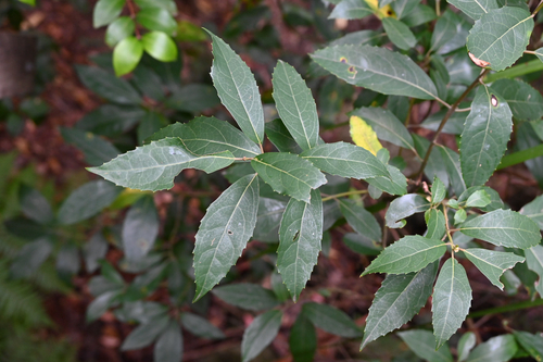 Hedycarya angustifolia, photograph 5