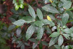 Hedycarya angustifolia, photograph (c) Bryce Watts-Parker, some rights reserved (CC BY)