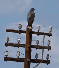 Melierax canorus canorus