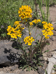 Erysimum capitatum capitatum