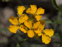 Erysimum capitatum capitatum