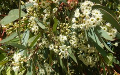 Eucalyptus fasciculosa