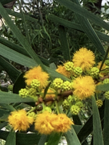 Small Philippine Acacia (Acacia confusa)