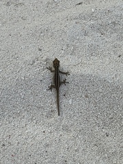 Lygodactylus picturatus