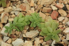 Linaria japonica