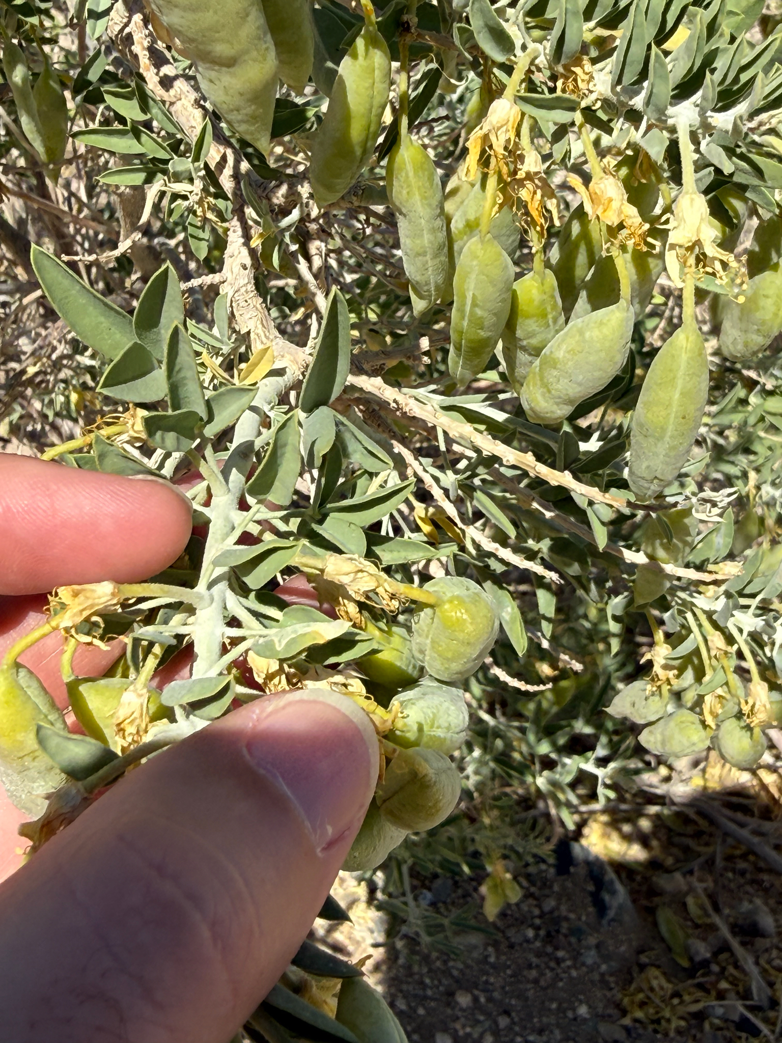 Bladderpod (Cleomella arborea)