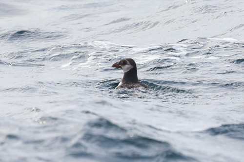 Atlantic Puffin (Fratercula arctica), photo 9