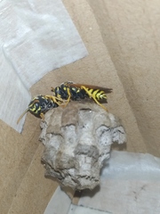 Polistes nimpha